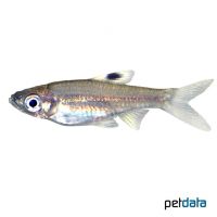 Eyespot Rasbora (Brevibora dorsiocellata)