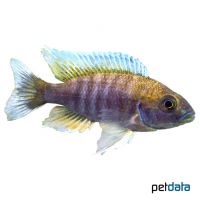 Fairy Cichlid New Blue Orchid (Aulonocara jacobfreibergi 'New Blue Orchid')