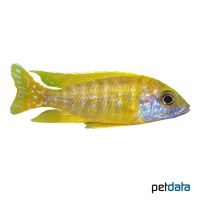 Fairy Cichlid Raimondi Gold (Aulonocara jacobfreibergi 'Raimondi Gold')