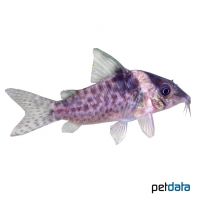 False Blochi Catfish (Corydoras delphax)