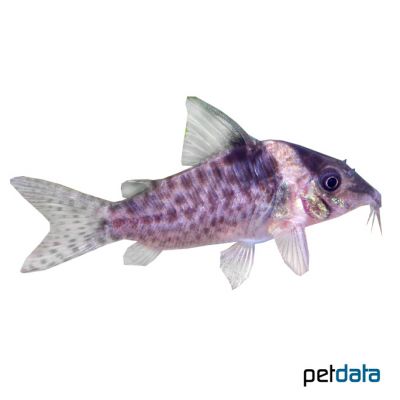 False Blochi Catfish (Corydoras delphax) - Pet Wiki