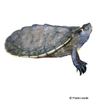 False Map Turtle (Graptemys p. pseudogeographica)