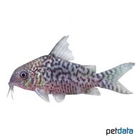 False Network Cory (Corydoras sodalis)