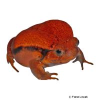 False Tomato Frog (Dyscophus guineti)