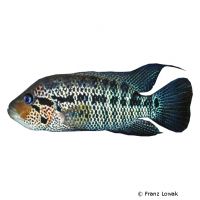 False Yellowjacket Cichlid (Parachromis motaguensis)