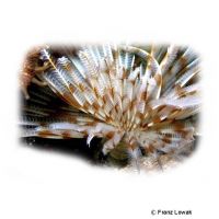 Fan Worm Red-White (Sabellastarte sp. 'Red-White')