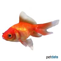 Fantail Goldfish (Carassius auratus auratus)