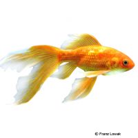 Fantail Goldfish (Carassius auratus)