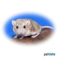 Fat-tailed Gerbil (Pachyuromys duprasi)