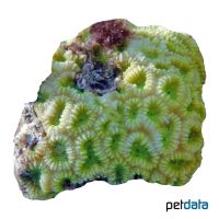 Favia Brain Coral (LPS) (Favia sp.)