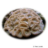 Favites Brain Coral (LPS) (Favites paraflexuosa)