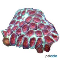 Favites Brain Coral (LPS) (Favites sp.)