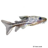 Feather Barbels Catfish (Ossancora punctata)