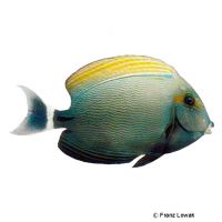 Finelined Surgeonfish (Acanthurus grammoptilus)