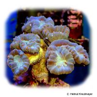 Finger Coral (LPS) (Caulastraea curvata)