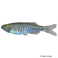 Fire Bar Danio (Devario maetaengensis)