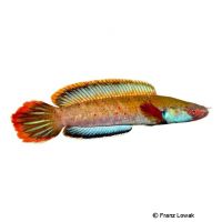 Fire and Ice Snakehead (Channa sp. 'Fire and Ice')