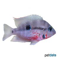 Firemouth Cichlid (Thorichthys meeki)