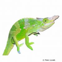 Fischer's Chameleon (Kinyongia fischeri)