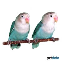 Fischer's Lovebird Blue (Agapornis fischeri 'Blue')