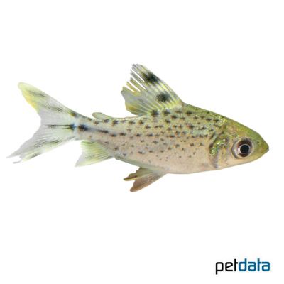 Flagtail Characin (Semaprochilodus taeniurus) - Pet Wiki