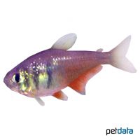 Flame Tetra (Hyphessobrycon flammeus)