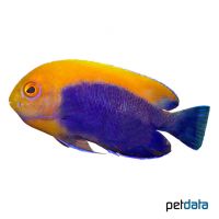 Flameback Angelfish (Centropyge aurantonotus)