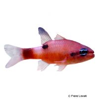 Flamefish (Apogon maculatus)