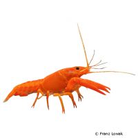 Florida Crayfish (Procambarus alleni)