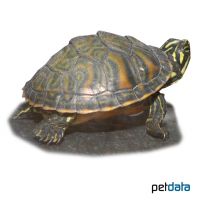 Florida Redbelly Turtle (Pseudemys nelsoni)