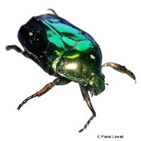 Flower Chafer (Protaetia himalayana)