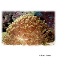 Flowerpot Coral (LPS) (Goniopora lobata)