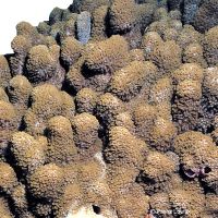 Flowerpot Coral (LPS) (Goniopora planulata)