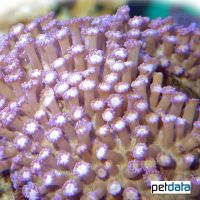 Flowerpot Coral (LPS) (Goniopora sp.)