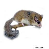 Forest Dormouse (Dryomys nitedula)