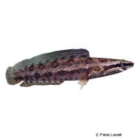 Forest Snakehead (Channa lucius)