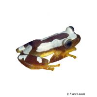 Foulassi Banana Frog (Afrixalus paradorsalis)