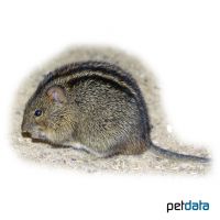 Four-striped Grass Mouse (Rhabdomys pumilio)