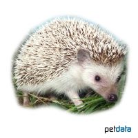 Four-toed Hedgehog (Atelerix albiventris)