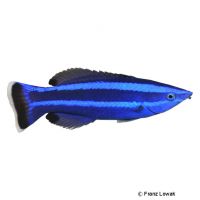 Fourline Wrasse (Larabicus quadrilineatus)