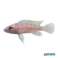 Fourspine Cichlid (Neolamprologus tetracanthus)
