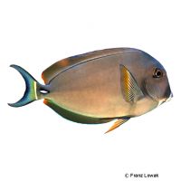 Fowler's Surgeonfish (Acanthurus fowleri)