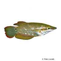 Frail Gourami (Ctenops nobilis)