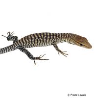 Freckled Monitor (Varanus tristis orientalis)