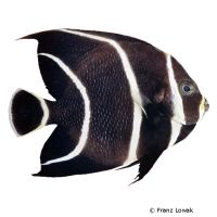 French Angelfish juvenile (Pomacanthus paru)