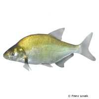 Freshwater Bream (Abramis brama)