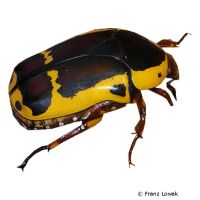 Garden Fruit Chafer (Pachnoda sinuata)