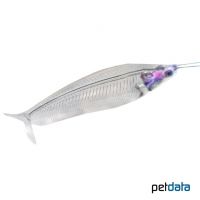 Ghost Glass Catfish (Kryptopterus bicirrhis)