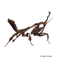 Ghost Mantis (Phyllocrania paradoxa)