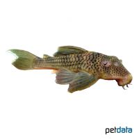 Ghost Pleco (Ancistomus snethlageae)